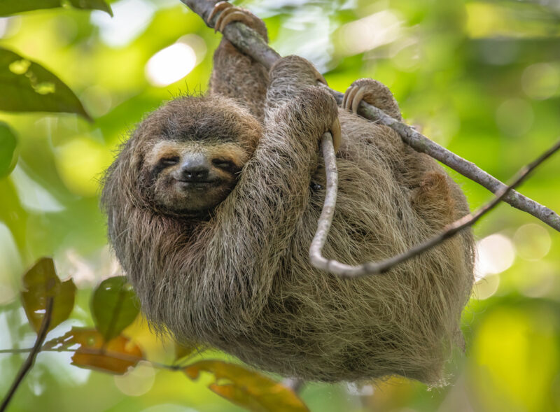 Is It Legal to Own a Pet Sloth in Arizona?
